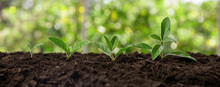 Sprout Growth In Garden Soil. Agriculture, Organic Gardening And Ecology. Close Up, Banner.