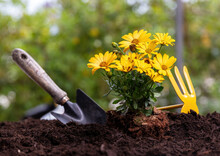 Garden Tool And Yellow Daisy Flower Plant On Soft Soil, Close Up. Spring Gardening Work
