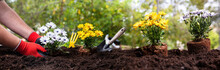 Hand Plant Daisy. Garden Tool And Flower Plant On Soft Soil, Close Up. Spring Gardening Work