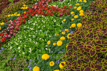 Beautiful Flower Bed In The City Close-up With Colorful Coleus And Begonia Flowers