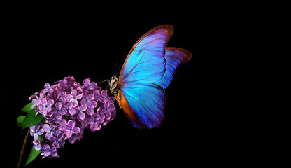 Wall Mural - blossoming lilac branch and butterfly. bright blue morpho butterfly on lilac flowers in water drops isolated on black. copy space