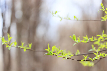 Wall Mural - spring branches shoots leaves seasonal background
