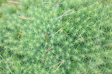 Wall Mural - texture moss top view macro