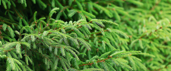 Wall Mural - green fresh fir branches seasonal background forest