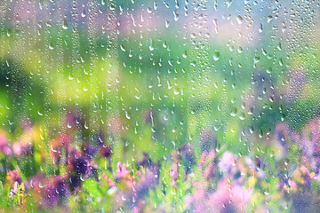 Wall Mural - spring wild flowers rain drops abstract background