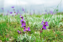 Purple Wild Orchis Flowers On Blurred Natural Background