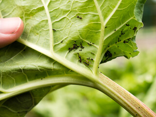 Colony of black bean aphid on rhubarb leaf