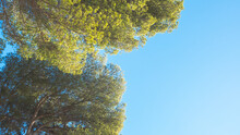 Pine Tree On Blue Sky