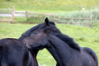 Two dark horses nuzzling together in a Devon field