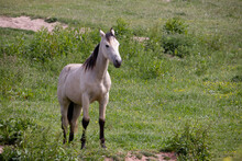 Pale Horse Standing In Field At Outer Hope In Devon