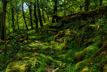 Forest Scene In Wales