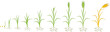 Rye life cycle. Stages of growth from seed to mature rye plant with root system isolated on white background