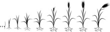 Black Silhouette Of Rye Life Cycle. Stages Of Growth From Seed To Mature Rye Plant With Root System Isolated On White Background