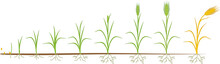 Rye Life Cycle. Stages Of Growth From Seed To Mature Rye Plant With Root System Isolated On White Background