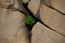 In A Hole In A Steep Rock Wall, A Flower Has Found A Place To Grow