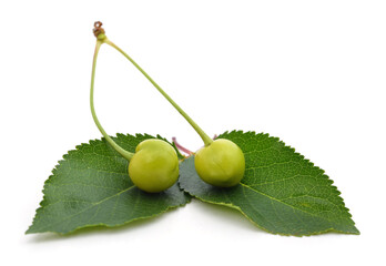 Wall Mural - Green cherries with leaves.