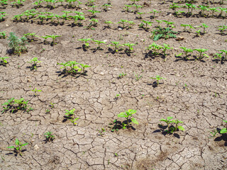 Global warming disaster . Dry cracked soil on a farm field, water shortages. Drought concept