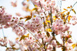 blooming cherry tree, close up view of the branches