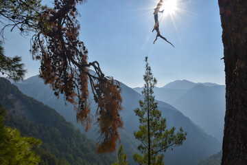 Wall Mural - Panoramic view of Samaria gorge vegetation