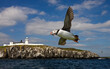Puffin - Farne Islands off the Northumberland coast in the northeast of England