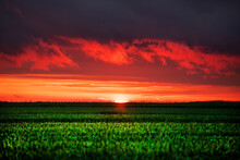 Beautiful Red Sky With Clouds Before Sunset Over The Horizon In A Green Field Of Wheat. Summer Sunset In The Countryside. The Last Rays Of The Sun..sunset