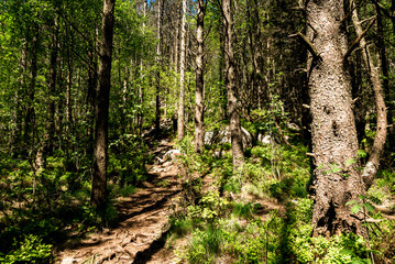 Fototapeta hiking trek thru the summer forest to lifjel mountain, sandnes, norway, may 2018
