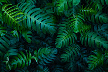 Creative Tropical Monstera Green Leaves