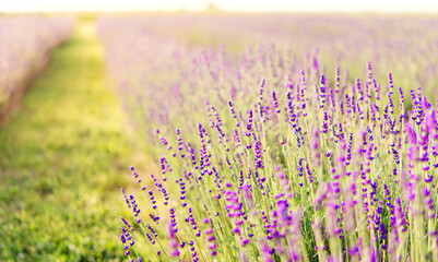 Poster - Sunset over purple lavender field. Lavender fields of Provence, France.