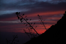 Moment After Sunset In The Mountains With Aloe Vera Trees.