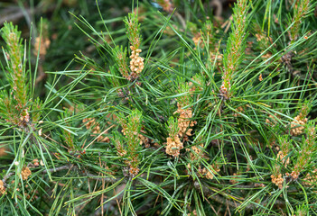 Wall Mural - A close-up with buds and pine flowers