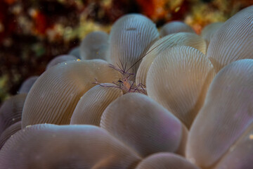 Wall Mural - A bubble anemone shrimp on bubble anemone