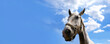 white horse portrait over sky background, panoramic layout