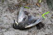 Ein toter Vogel liegt auf dem Boden