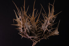 A Dry Thorn On A Black Background