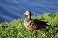 Mallard Duck Resting On A River Coast In Summer Park. Female Wild Duck In Green Grass
