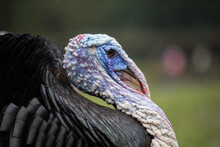Bronze Turkey Male. Close Up Portret