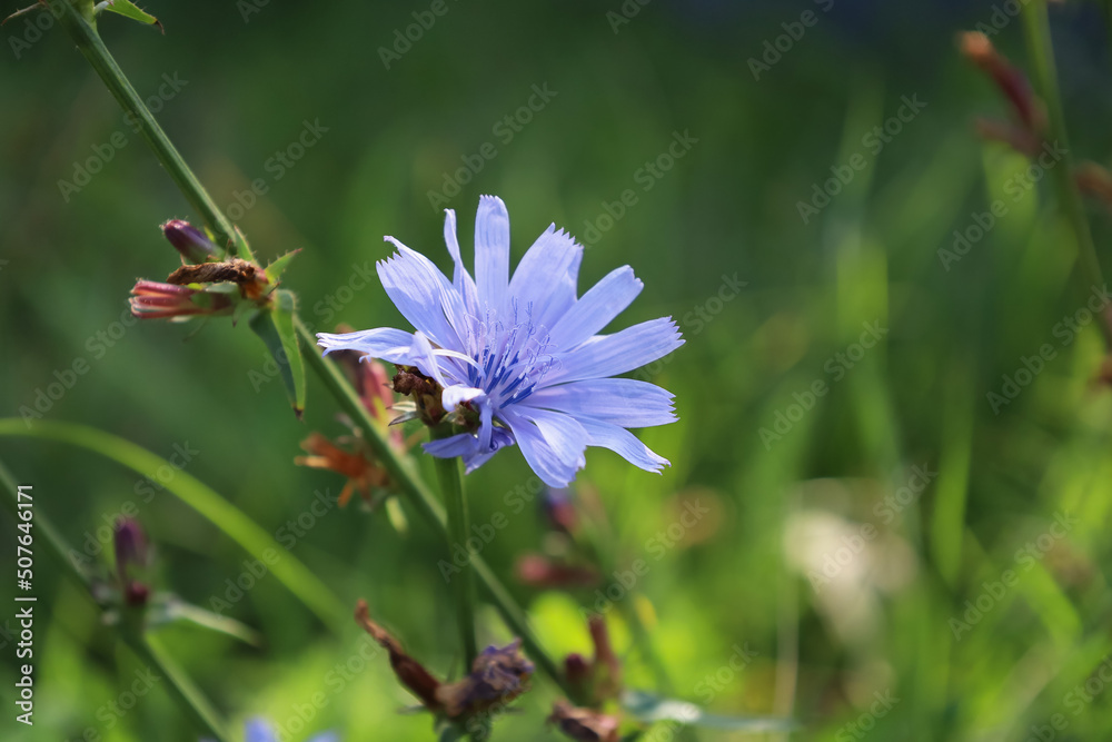Succory Purple flower of common Chicory. Blossom of Cichorium intybus in family ...