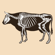 Skeleton Cow Vector Illustration