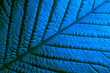 Texture of a blue leaf in macro.