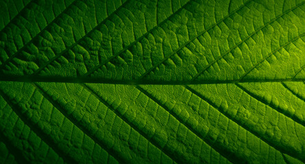 Wall Mural - texture of a green chestnut leaf in close-up.