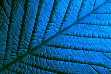 Wall Mural - texture of a blue leaf in macro.
