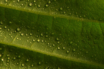 Wall Mural - water drops on a green leaf in macro.