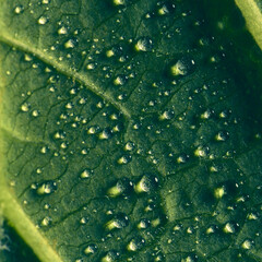 Wall Mural - water drops on a green leaf in macro.