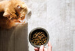 Ginger domestic cat ask for dry food and bowl in the person's hand, feeding a pet, copy space