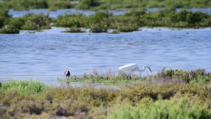 Wall Mural - Birds hunting in a mangrove.
Arabian Peninsula, Middle East.