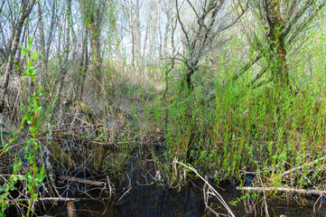 Bushes in the lake in the Billy Frank Jr. Nisqually National Wildlife Refuge, WA, USA