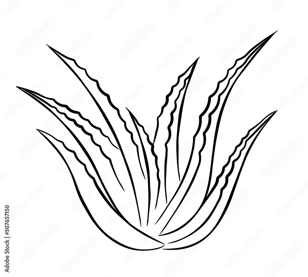 Bush of aloe vera plant. Doodle sketch style. Line drawing simple icon of  succulent aloe leaves. Isolated vector illustration. Stock-vektor | Adobe  Stock