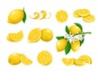 © Victoria Sergeeva - Lemon citrus fruits vector illustration. Whole lemon and yellow fruits on branch with flowers and leaves among lemon halves, peel and cut pieces in cartoon style, isolated