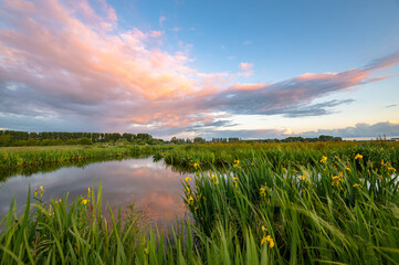 Wall Mural - Colorful sunset clouds over a wetland near Gouda, Netherlands