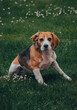 The beautiful beagle on the daisy field